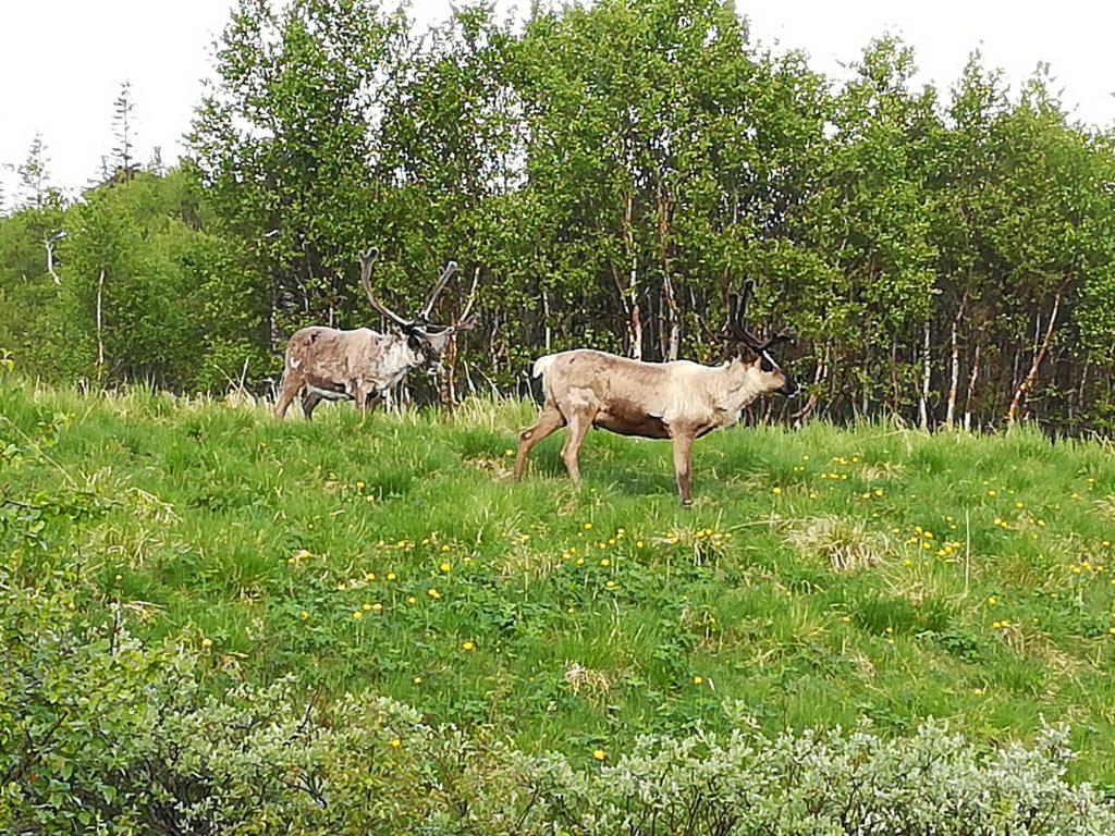 Rentiere, Baltic Sea Circle 2019, Norwegen