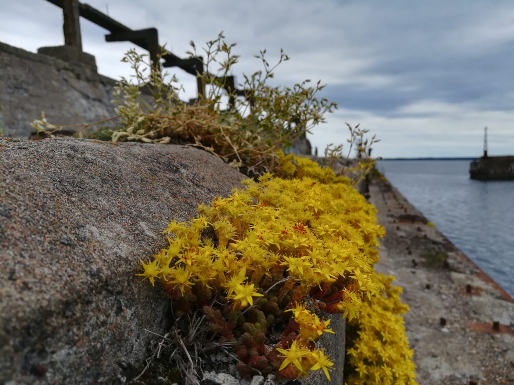 Baltic Sea Circle 2019, Estland, U-Boot Bunker