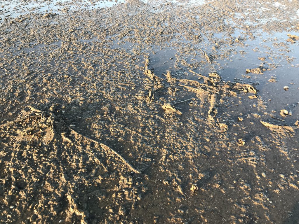 Baumwurzeln des einstigen Waldes